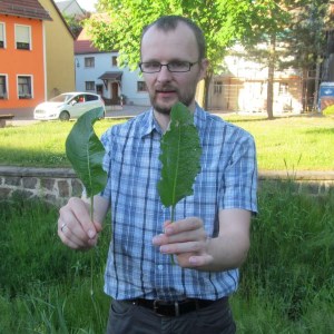 Unterschied zwischen Ampfer und Meerrettich